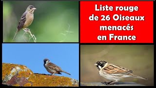 Des OISEAUX MENACES ou en DANGER en FRANCE 12  DOCUMENTAIRE [upl. by Erick]