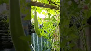 bottle Gourd plant growing at home bottle gourd vertical farming farming agriculture bottlegourd [upl. by Llenrahs]