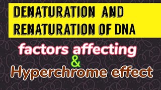 Denaturation amp Renaturation of DNA  Hyperchrome effect [upl. by Humpage548]