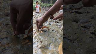 Finding Oysters From Muddy Soilshortsmudvideo [upl. by Akemot176]