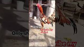 Aseel Rostar murga short viralvideo youtube birds aseel rooster murga NR goat amp birds lov [upl. by Jude502]