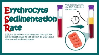 Erythrocyte Sedimentation Rate  ESR  What does ESR test show What does high ESR means [upl. by Cordey]