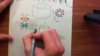 Receptor Tyrosine Kinases Part 14 [upl. by Nisbet]