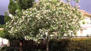 Chilopsis linearis  Desert Willow Desert Catalpa [upl. by Birdie]