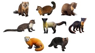 Types Of Martens  8 Species Of Martens martens [upl. by Anirbed]