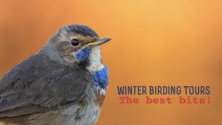 Bird watching in winter  Birding tours in Spain  Guided bird trips [upl. by Fronia]