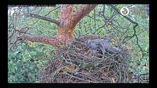 Goshawks RigaBKUS 🫠 ups [upl. by Inele]