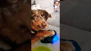 Ok lets go meme shorts funny lustig aussie hund dog meme [upl. by Lindley850]