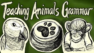 Teaching animals to be grammatical – Can Animals Grammar 2 [upl. by Eiramyllek]