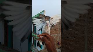 pigeon training pigeons reaction publicreaction kabutar pigeonshorts trendingshorts [upl. by Ilera717]