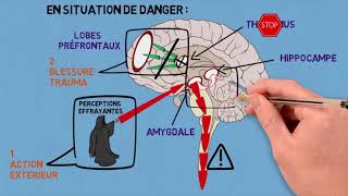 2 Les traumas et leurs conséquences sur le cerveau [upl. by Refinnaj909]