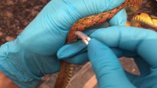 Extraction of Parasitic Worms from Keelback Snake [upl. by Vescuso]