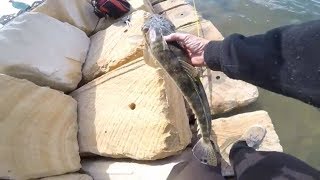 Product Testing the NEW Bio Tough Squidie Crawler on Bream and Flathead [upl. by Flip]