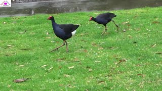 Purple swamphens chasing each other after rain [upl. by Spenser]