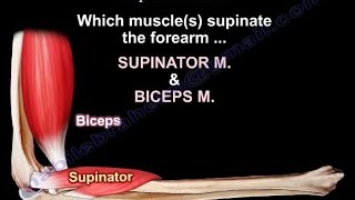 Anatomy Of The Supinator Muscle  Everything You Need To Know  Dr Nabil Ebraheim [upl. by Adirehs]