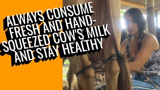 How to Milk a Cow  Cow Milk  Cow Milking  Milk Cow  Cow milking by hand village [upl. by Bullen]