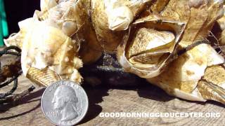 Ginormous Barnacles Landed At Captain Joe and Sons Video [upl. by Sakhuja]