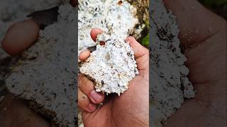 Wow‼️😱😱Gold in White Marl goldprospecting golddiscovery lookingforgold armangoldhunting [upl. by Edmee372]