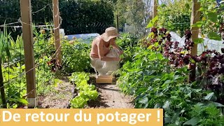 De retour du POTAGER récolte repiquage semis et recettes de cuisine [upl. by Manthei]