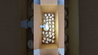 How to make incubator Chicken in home real box DIY [upl. by Nnyleuqaj]