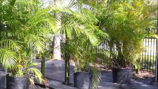 How to Grow the Areca Palm  A Madagascar STRONG Superstar Palm Variety for Your Yard [upl. by Gross]