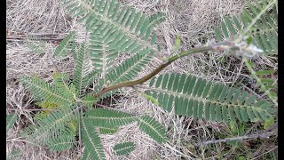 Sesbania Sesban growing in semi arid land Fast firewood production chicken and goat feed [upl. by Ytok]