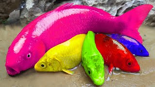 Pescando peces de colores bagre pez arcoiris  PESCA COCINA ASMR Stop Motion Lucu [upl. by Yriek]