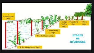 Hydrosere or Hydrarch succession ecology succession kset csirnet [upl. by Mancino]