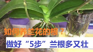 兰花的根要怎么养？做好这“5步”，蝴蝶兰的根多又壮，年年开花！（阿涛养花84期）Raising Phalaenopsis！ [upl. by Sanalda]