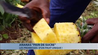 Ananas quotPain de sucrequot  les promesses dun fruit unique [upl. by Laurens]