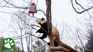 Panda climbs tree to retrieve kids balloon [upl. by Nalon]