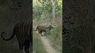 This evening bajirao male tiger 🐯 rukhad buffer tiger wildlife penchtiger shorts [upl. by Annavaj]