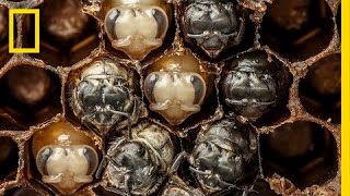 Amazing TimeLapse Bees Hatch Before Your Eyes  National Geographic [upl. by Orelu]