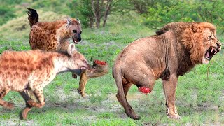 Death Is Approaching Hyena Destroyed Her Own Life By Doing This In The Lion Kings Territory [upl. by Sailesh]