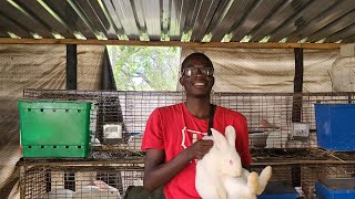 COMMERCIAL RABBITRY SETUP Commercial Rabbit farming in ZIMBABWE [upl. by Oruasi]