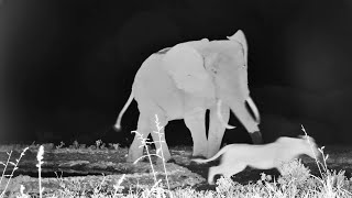 Lioness Faces an Owl and an Elephant at ol Donyo [upl. by Crespi]