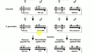 Linkage and recombinationelaborated from NCERT diagrams and crosses [upl. by Pall28]