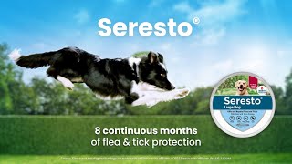 How effective is Seresto against fleas [upl. by Itnava]