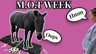 ITS MY HORSES MOT WEEK  treatment time  KATIELEWIS100 [upl. by Etiam]