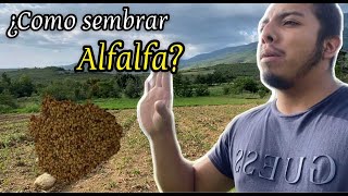 Cómo sembrar alfalfa  FÁCIL Y RÁPIDO [upl. by Daza]