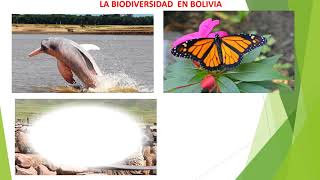 La Biodiversidad en Bolivia  6to Primaria [upl. by Shepley]