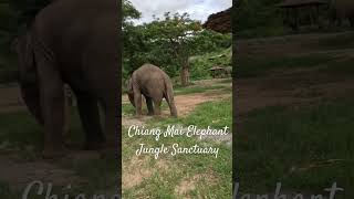 THAILAND Chiang Mai Elephant Jungle Sanctuary chiangmai chiangmaielephantsanctuary [upl. by Salas]