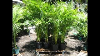 How to Take care of Bamboo Palm  Cane Palm  Complete Guide  Indoor Plant  Kitchen Gardening [upl. by Darce]