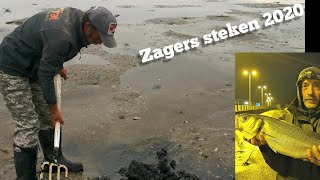 Zagers amp pieren steken zeebaars vissen Maasvlakte Pumping lugworm [upl. by Analise511]