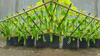 Growing cucumbers this way will yield quick harvests lots of fruit and very crispy fruit [upl. by Schmitz89]