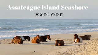 Assateague Island  Maryland MD  Tour Guide  National Seashore  Wild Horses 4K [upl. by Edlun]