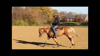 Hi Gear  2022 AQHA Palomino Gelding [upl. by Chandler]