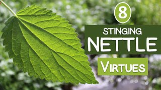 The 8 Virtues of STINGING NETTLE [upl. by Angi]