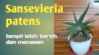 Sansevieria patens tampil bersih menawan [upl. by Yenitsed931]