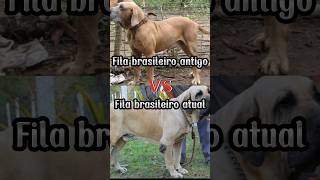 Fila brasileiro antigo vs fila brasileiro atual filabrasileiro [upl. by Evangelist]